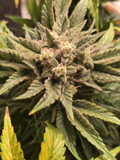 Air Kush by Adonhusa Genetics. Week 13