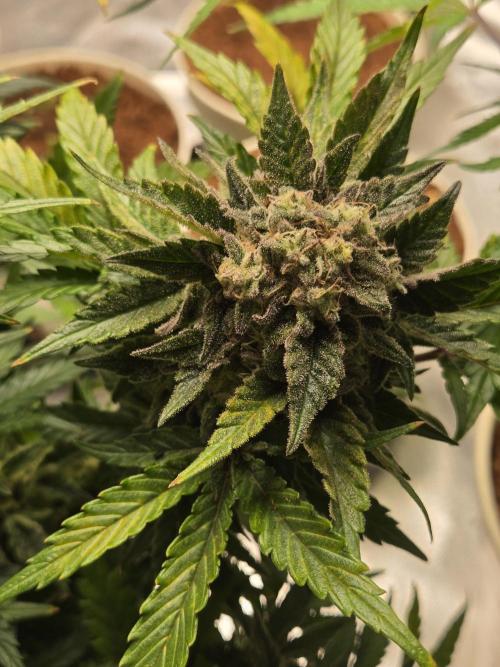 Air Kush by Adonhusa Genetics. Week 13