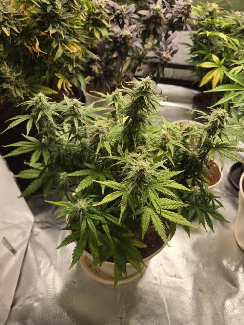 🐺Animal Mints 🚀Community Grow🚀. Week 9