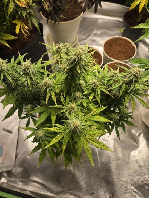 🐺Animal Mints 🚀Community Grow🚀. Week 9