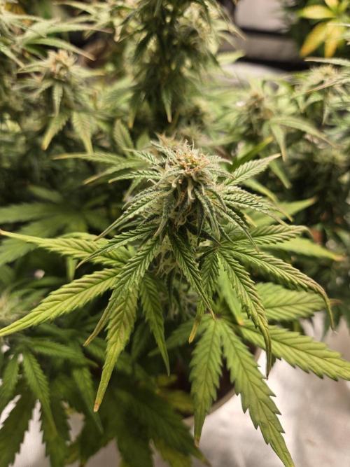 🐺Animal Mints 🚀Community Grow🚀. Week 9