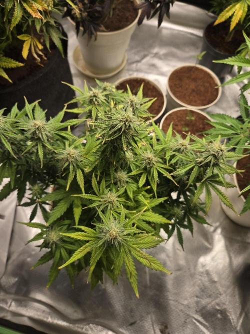 🐺Animal Mints 🚀Community Grow🚀. Week 9