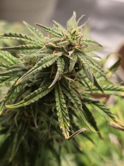 🐺Animal Mints 🚀Community Grow🚀. Week 9