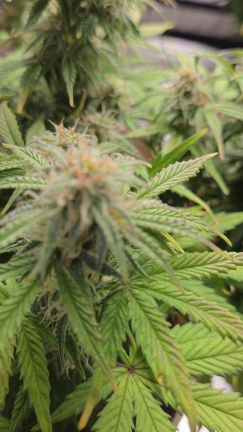 🐺Animal Mints 🚀Community Grow🚀