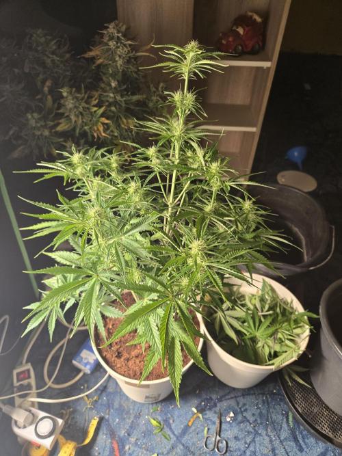 Permanent Jealousy XL Auto. Week 7