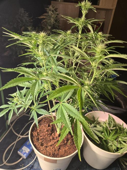 Permanent Jealousy XL Auto. Week 7