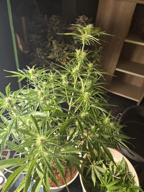 Permanent Jealousy XL Auto. Week 7