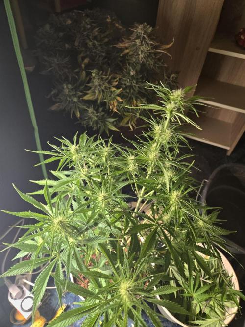 Permanent Jealousy XL Auto. Week 7
