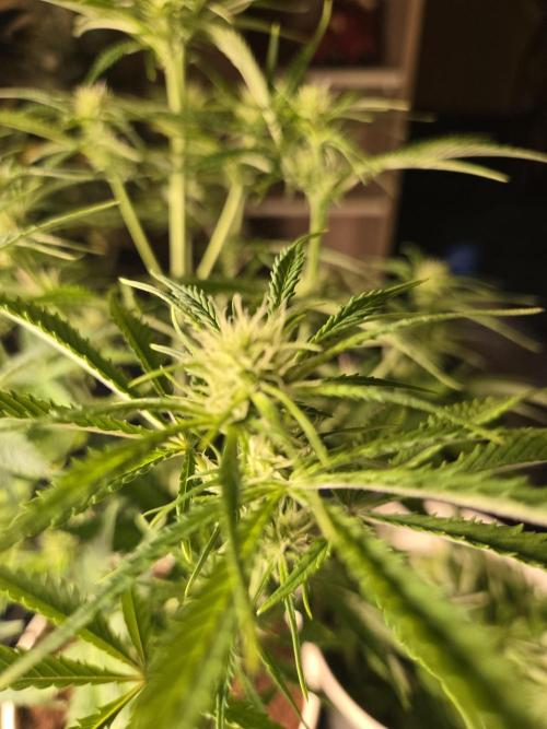 Permanent Jealousy XL Auto. Week 7