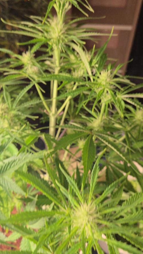 Permanent Jealousy XL Auto