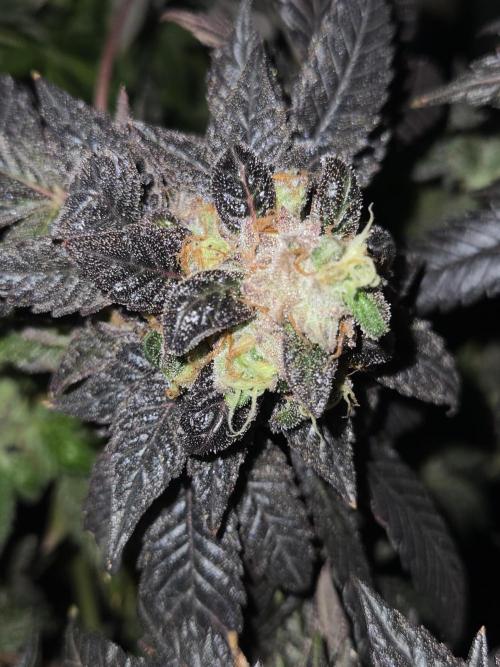 🏀 Papayton🏀. Week 21