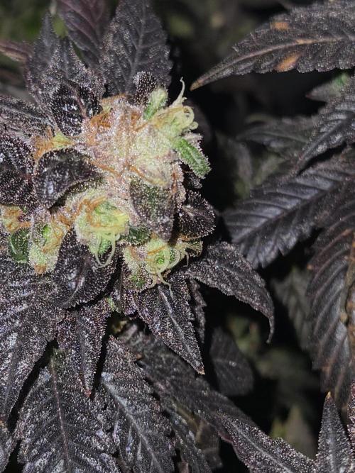 🏀 Papayton🏀. Week 21