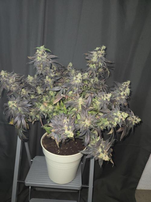 🏀 Papayton🏀. Week 21