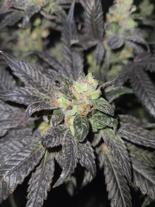 🏀 Papayton🏀. Week 21