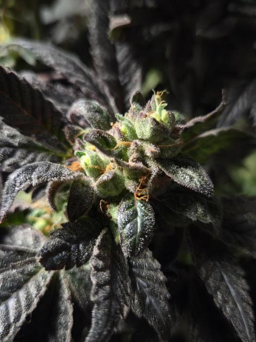 🏀 Papayton🏀. Week 21