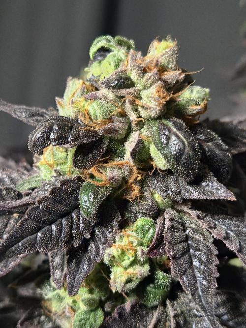 🏀 Papayton🏀. Week 21