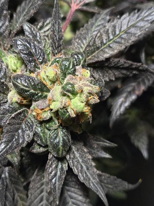 🏀 Papayton🏀. Week 21