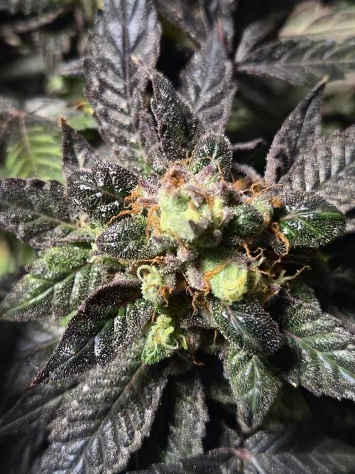 🏀 Papayton🏀. Week 21