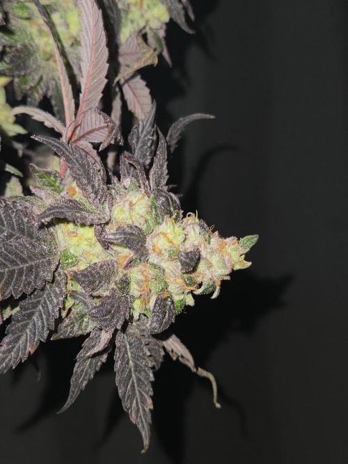 🏀 Papayton🏀. Week 21