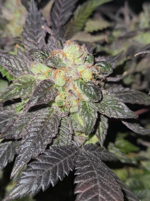 🏀 Papayton🏀. Week 21