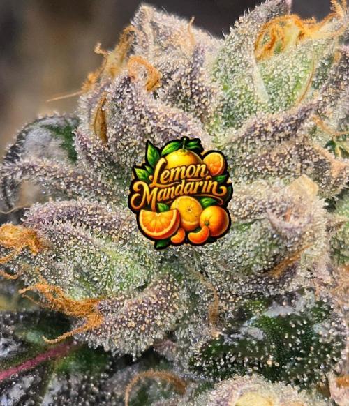 🍋Lemon Mandarine🍊. Week 21