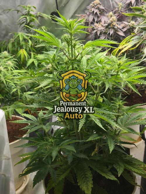 Permanent Jealousy XL Auto. Week 7