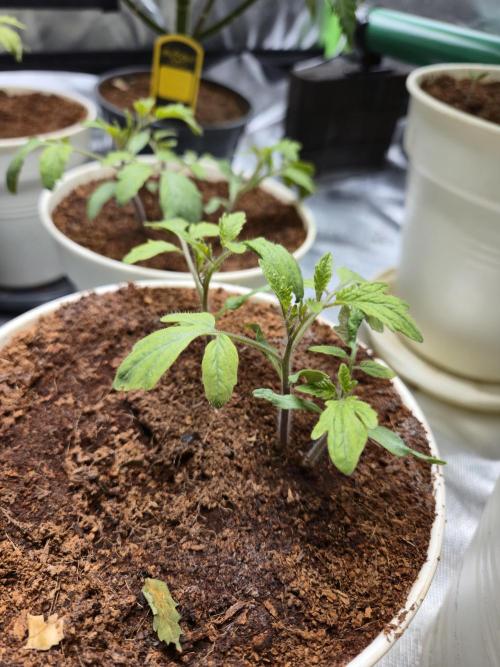 Kirsch Tomaten by Kiepenkerl. Week 3