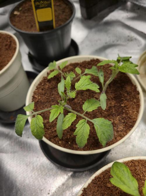 Kirsch Tomaten by Kiepenkerl. Week 3