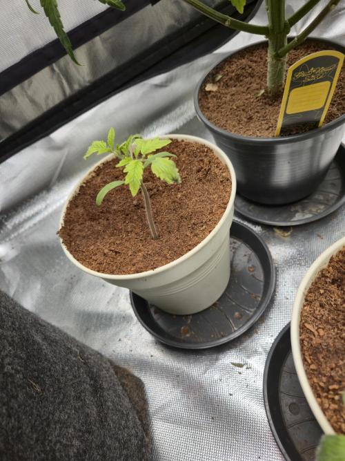 Kirsch Tomaten by Kiepenkerl. Week 3