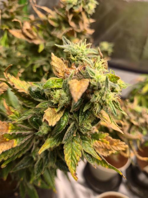 🍋Lemon Mandarine🍊. Week 22