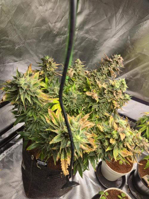 🍋Lemon Mandarine🍊. Week 22