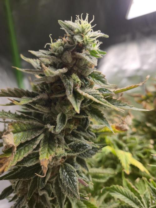 🍋Lemon Mandarine🍊. Week 22