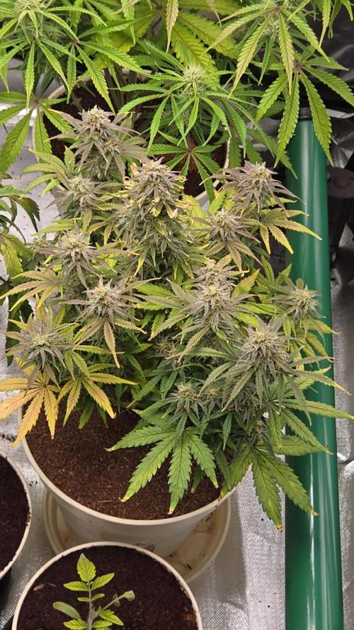 🐺Animal Mints 🚀Community Grow🚀. Week 10