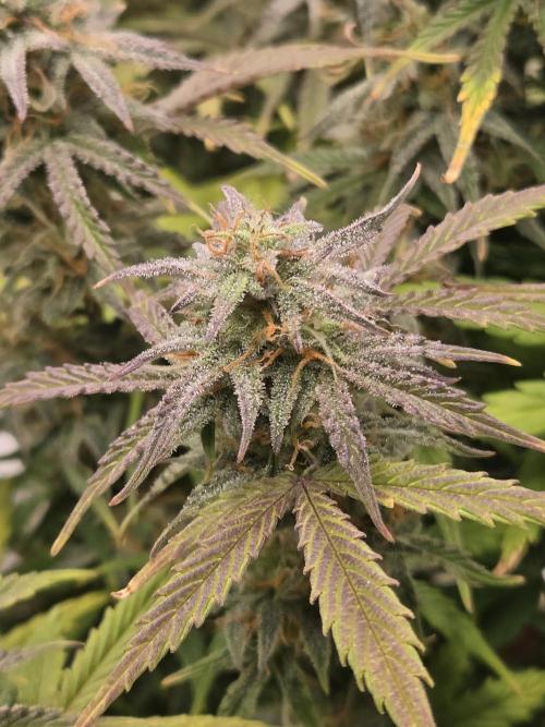 🐺Animal Mints 🚀Community Grow🚀. Week 10