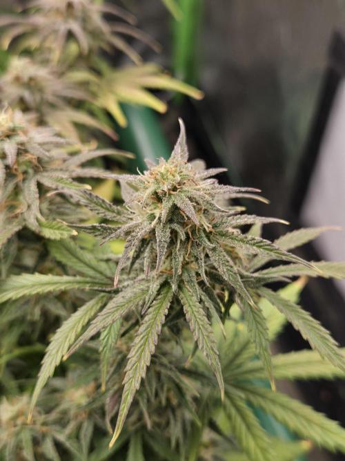 🐺Animal Mints 🚀Community Grow🚀. Week 10