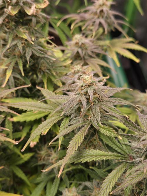 🐺Animal Mints 🚀Community Grow🚀. Week 10