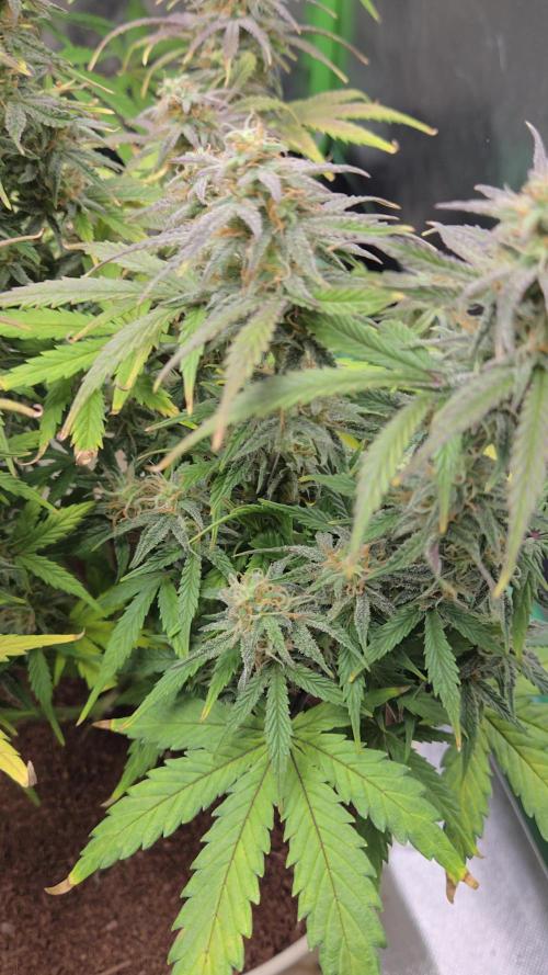 🐺Animal Mints 🚀Community Grow🚀