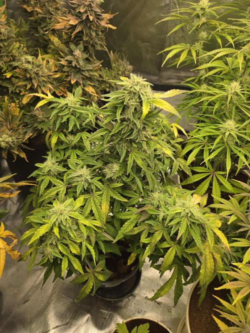 🍋 Super Lemon Haze × 🌌 RS11. Week 12