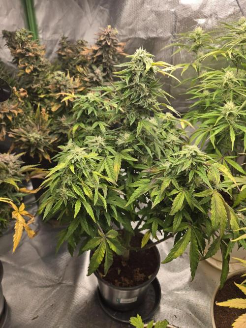 🍋 Super Lemon Haze × 🌌 RS11. Week 12