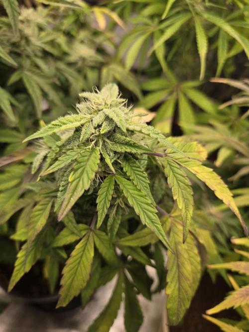 🍋 Super Lemon Haze × 🌌 RS11. Week 12