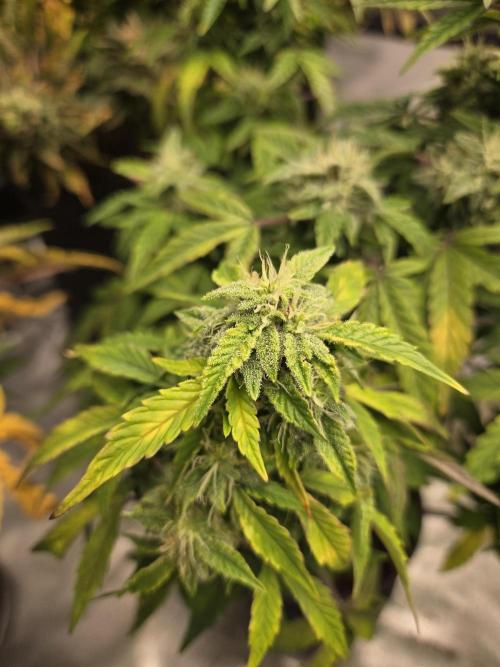 🍋 Super Lemon Haze × 🌌 RS11. Week 12