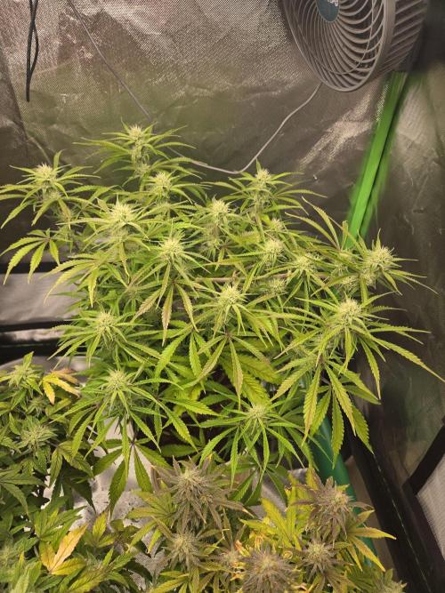 Permanent Jealousy XL Auto. Week 8
