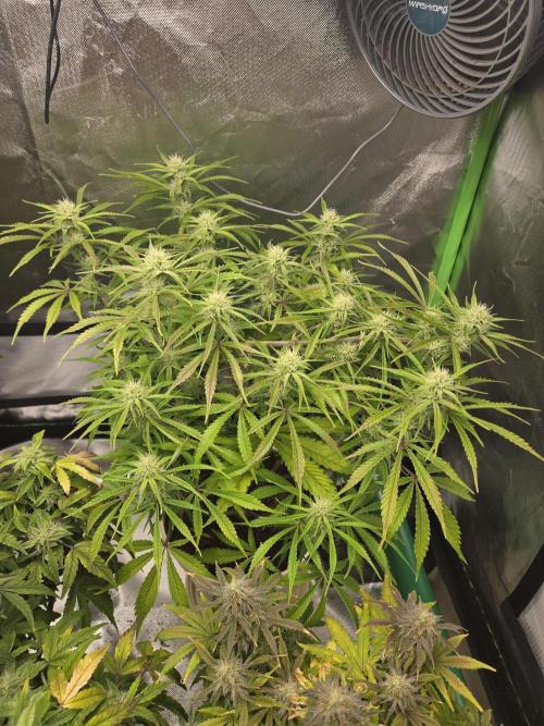 Permanent Jealousy XL Auto. Week 8