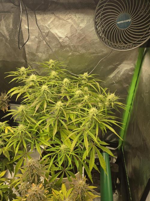 Permanent Jealousy XL Auto. Week 8