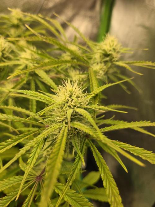 Permanent Jealousy XL Auto. Week 8