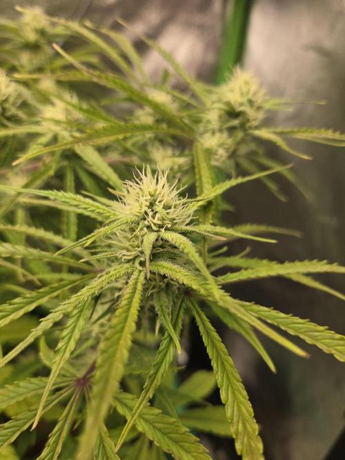 Permanent Jealousy XL Auto. Week 8