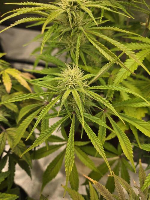 Permanent Jealousy XL Auto. Week 8