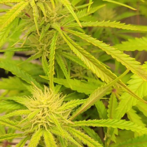 Permanent Jealousy XL Auto