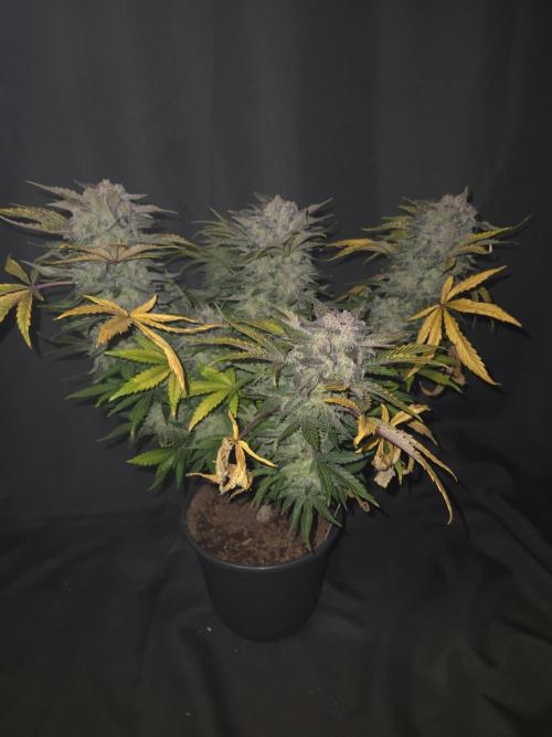 Air Kush by Adonhusa Genetics. Week 14