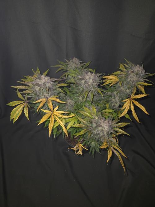 Air Kush by Adonhusa Genetics. Week 14